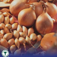 8718641999332 1 Onion Sturon.jpg